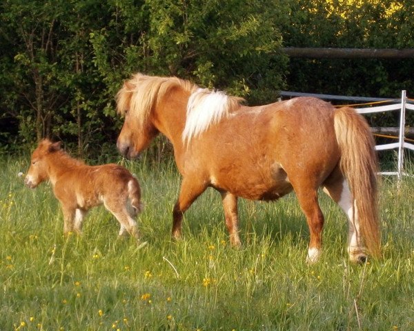 broodmare Isarons Fleur Eclipsa (Shetland Pony, 2017, from Eclipse van d'Eul)