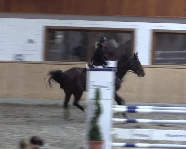 Reitturnier Hövelhof 2018