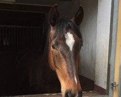 Springpferd Cayuco (Holsteiner, 2013, von Cayado 3)