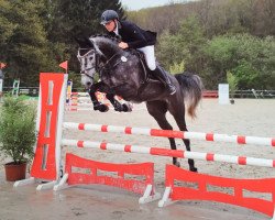 jumper Indianapolis (KWPN (Royal Dutch Sporthorse), 2013, from Conway II)