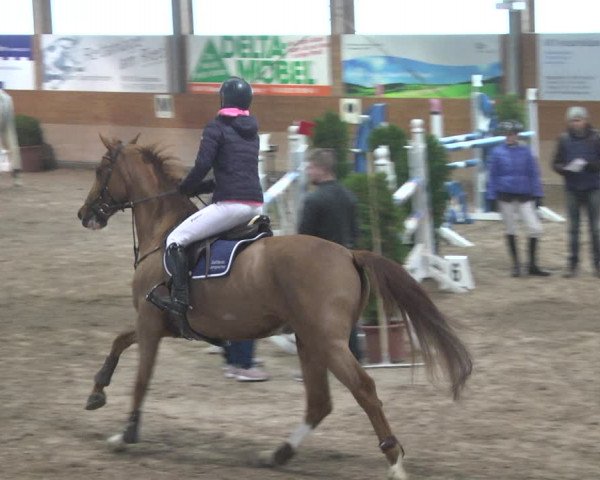 Reitturnier Langenau 2018