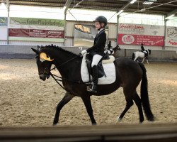 dressage horse Fernando 665 (German Riding Pony, 2006, from Flic-Flac)