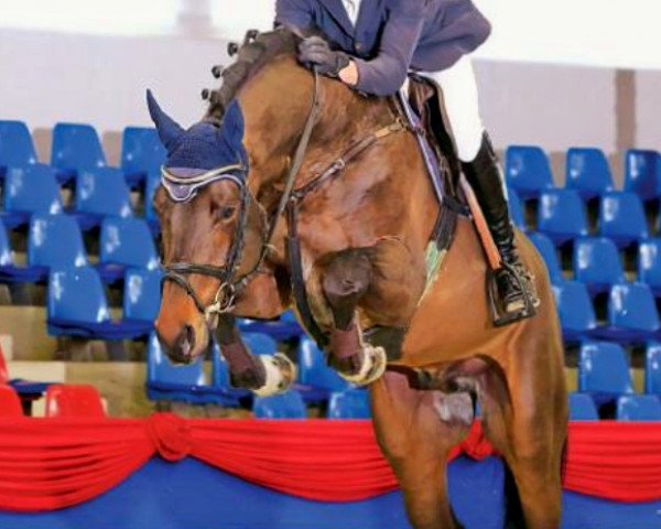 horse Liliom (Oldenburg, 2010, from Landor S)