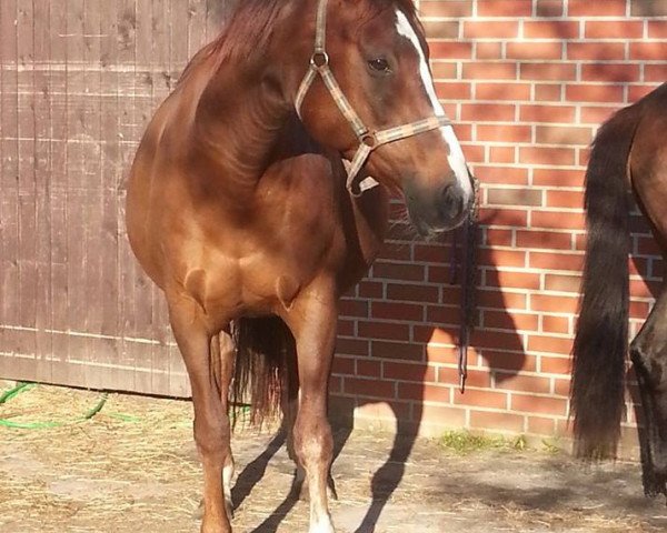 jumper Wenja Lustig (Hanoverian, 2005, from Wishing Luck)