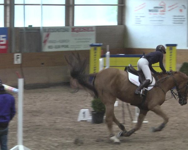 Reitturnier Langenau 2018