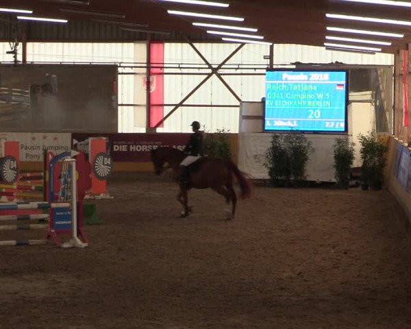 Reitturnier Pausin 2018