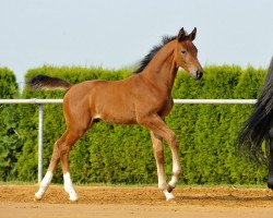 Springpferd Jumping King (Württemberger, 2010, von Chap 47)