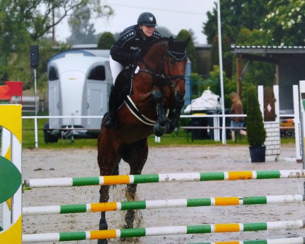 jumper Cara Mia 142 (Westphalian, 2012, from Capilano)