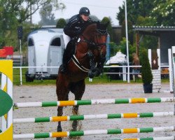 jumper Cara Mia 142 (Westphalian, 2012, from Capilano)