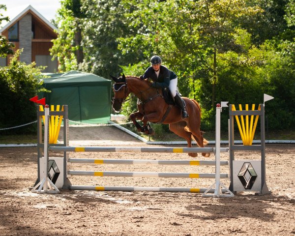 jumper Monte Mia (German Sport Horse, 2010, from Monte Bellini)