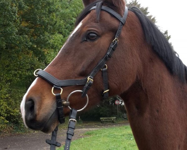 dressage horse Chefcoach (German Riding Pony, 2008, from FS Champion de Luxe) dressage horse Chefcoach (German Riding Pony, 2008, from FS Champion de Luxe)