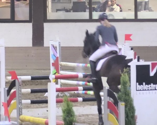 Reitturnier Vlotho-Valdorf 2018