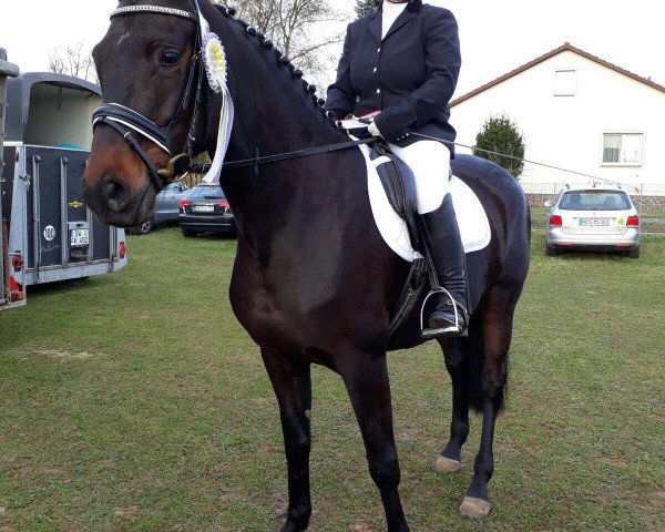 broodmare Polarnacht 9 (Trakehner, 2008, from Lafayette)