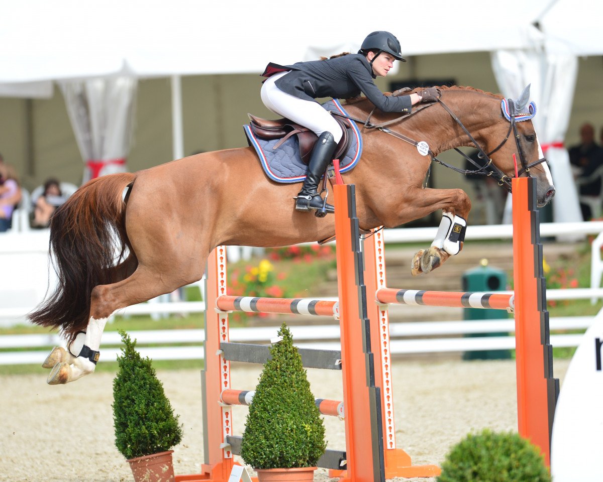 jumper Quidamo II CH (Swiss Warmblood, 2006, from Quidam's Rubin)