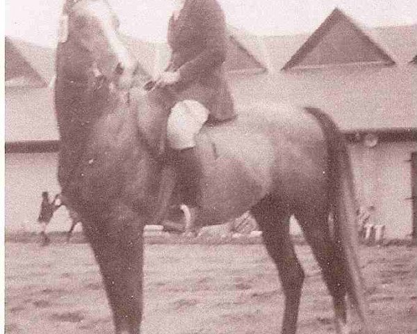 stallion Pandi ox (Arabian purebred, 1972, from Neptun 1962 ox)