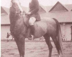 stallion Pandi ox (Arabian purebred, 1972, from Neptun 1962 ox)