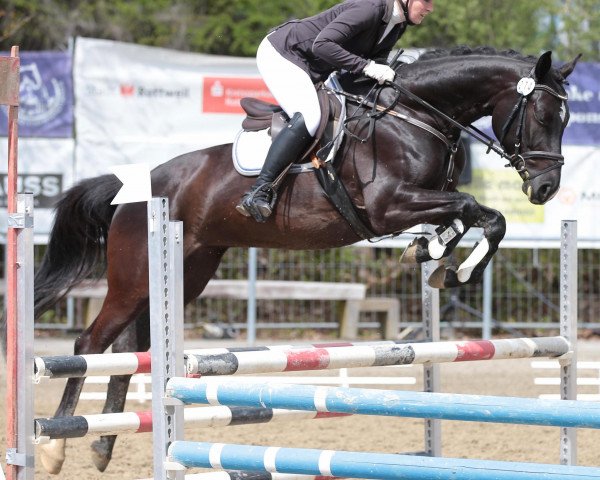 jumper Texas-Lightning YG (Württemberger, 2012, from Con Spirito R)