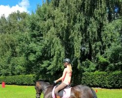horse Mounthy (New Forest Pony, 1997, from Marlino)