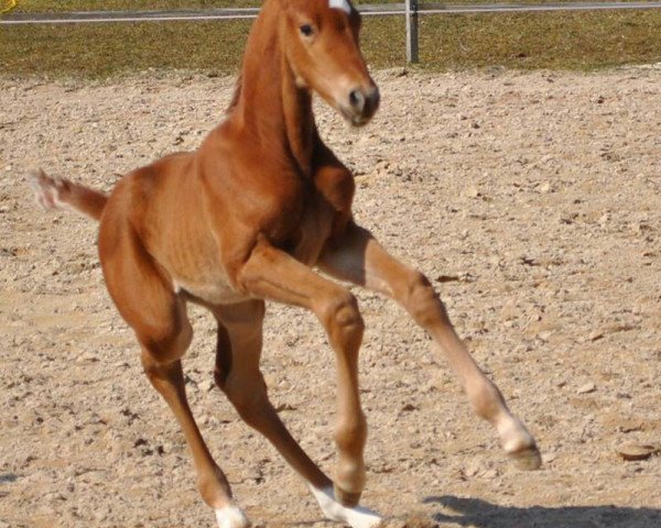 Pferd Bernay's Bijou (Deutsches Sportpferd, 2016, von Bernay)