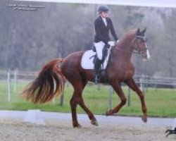 dressage horse Buona Ventura (Württemberger, 2013, from Callaho's Benicio)