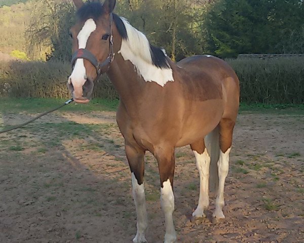 Springpferd Ila 5 (Westfale, 2004, von Ilan) Springpferd Ila 5 (Westfale, 2004, von Ilan)