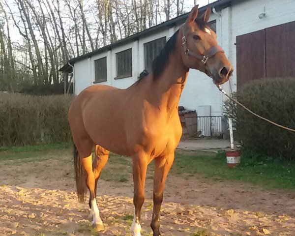 horse C-Loma (KWPN (Royal Dutch Sporthorse), 2007, from Colandro- S)
