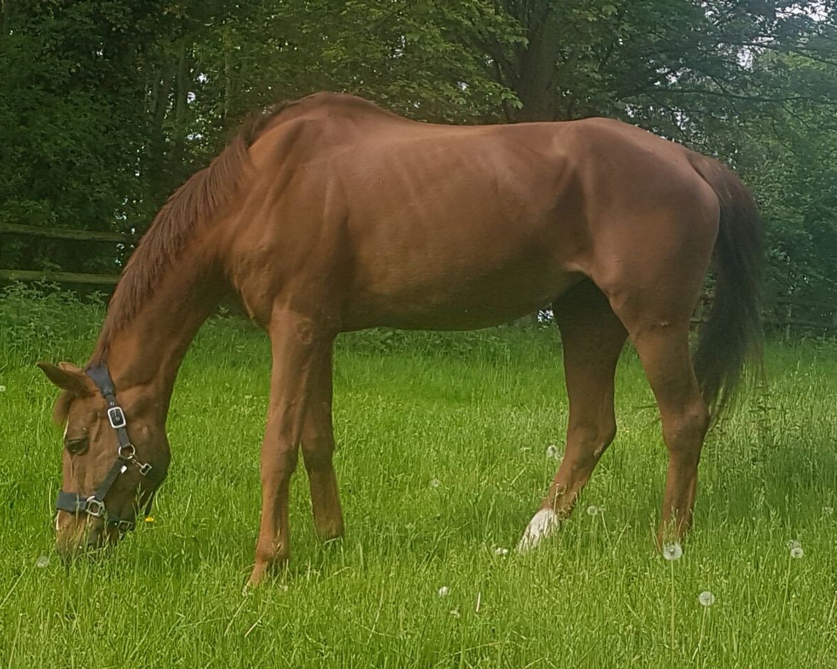horse Beauty 132 (Thuringia, 1996, from L'Ami)