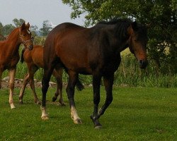 broodmare Jeversche Riana (Oldenburg, 2006, from Don Larino 171 FIN)