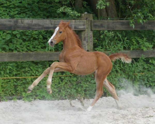 broodmare J'adore 6 (Oldenburg, 2009, from Swarovski)