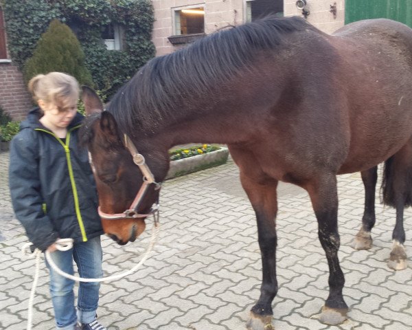 Zuchtstute Corry (Deutsches Reitpony, 2006, von Coriando)