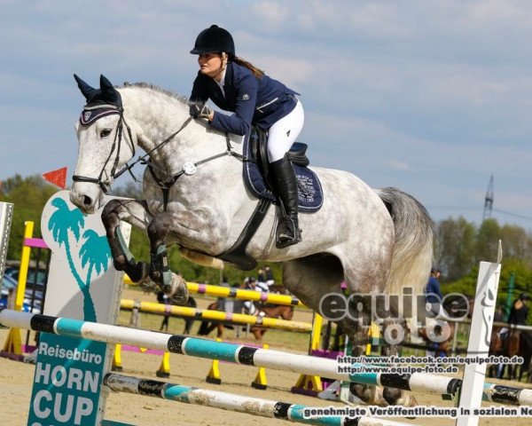 jumper Lavino 10 (Belgian Warmblood, 2011, from Fierro van Berkenbroeck)