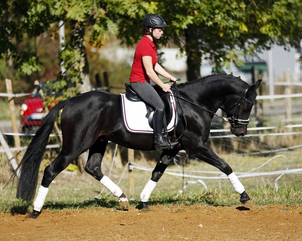 Deckhengst Valentino (Deutsches Reitpony, 2012, von Valido's Highlight)