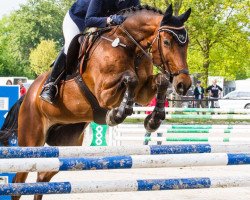 Springpferd Lango (Lettisches Warmblut, 2002, von Leitons)