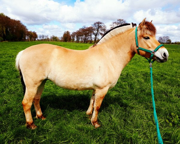 dressage horse Klosterhof's Narnia (Fjord Horse, 2012, from Pirke)