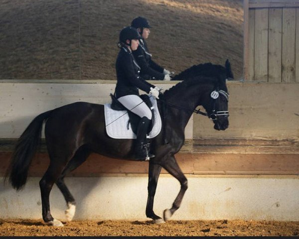 dressage horse Amina Belissima (Bavarian, 2010, from Blickpunkt 4)