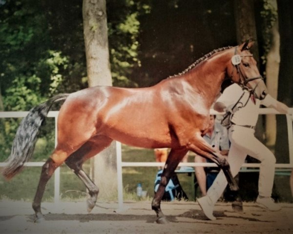 Zuchtstute Simona (Deutsches Sportpferd, 2005, von Saccor)