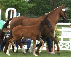 Horse Stute von For Romance / Worldy (Westphalian, 2017, from For Romance I)