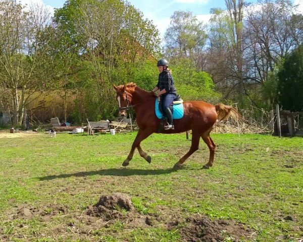 jumper Little Miss Locksley (Hanoverian, 2007, from Locksley I)