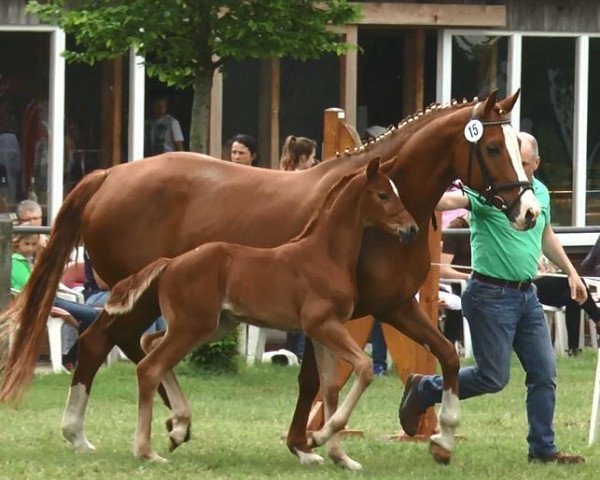 horse Stute von For Final/ Lissabon (Westphalian, 2017, from For Final)