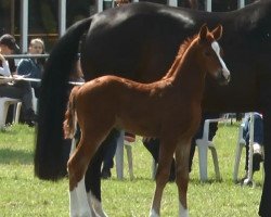 Horse Ben Schufro (Westphalian, 2017, from Callaho's Benicio)
