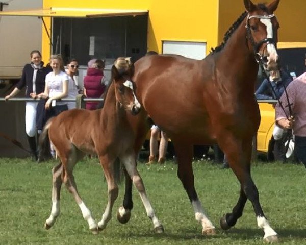 broodmare Hickstead's Pebbles (Oldenburg, 2017, from HICKSTEAD WHITE)