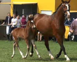 broodmare Hickstead's Pebbles (Oldenburg, 2017, from HICKSTEAD WHITE)