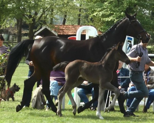 horse Cubara (Westphalian, 2017, from Cordynox)