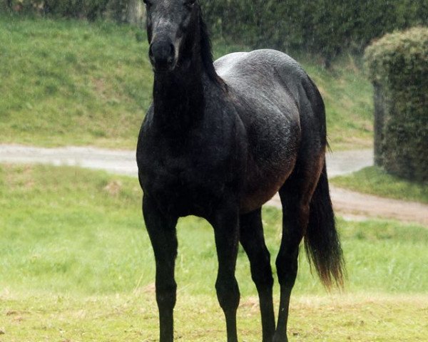 Pferd Quintanas Flip (Quarter Horse, 2015, von Solo 'N Kid)