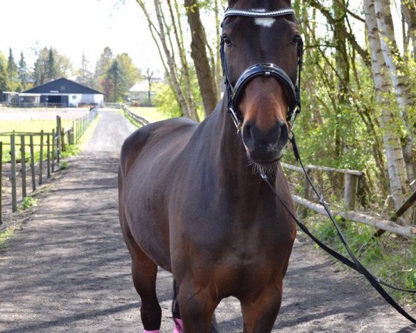 Caballo Coelho 3 (Hannoveriano, 2005, de Cranach)