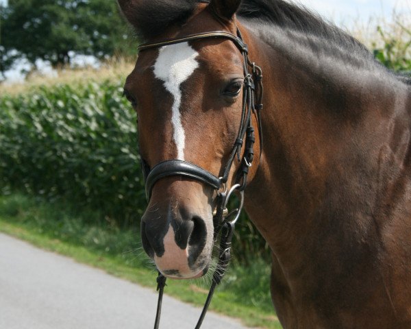 broodmare Chantal (German Riding Pony, 1993, from Confetti) broodmare Chantal (German Riding Pony, 1993, from Confetti)