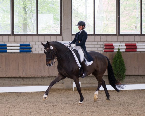 dressage horse Livius K (Rhinelander, 2009, from Licotus)