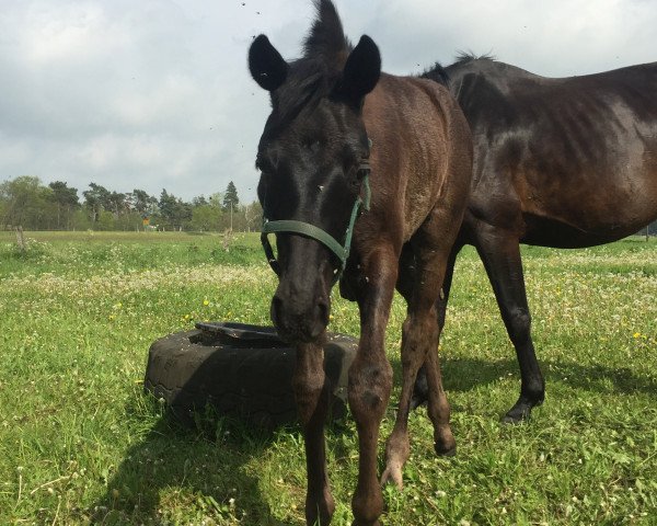 Pferd Coffee Noir (Hannoveraner, 2017, von Cadeau Noir)