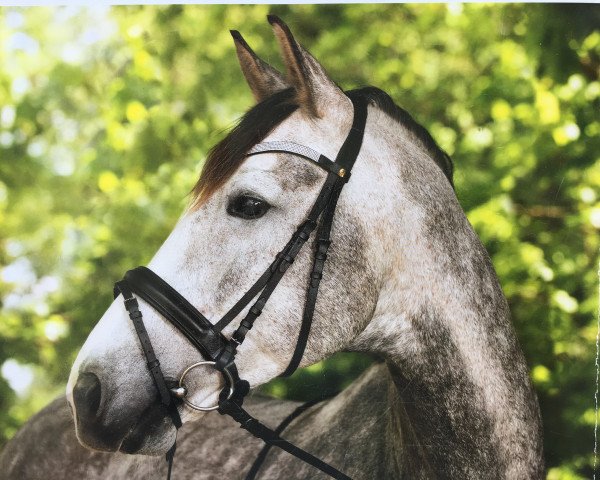 dressage horse Coshivar (Rhinelander, 2007, from Coriando)