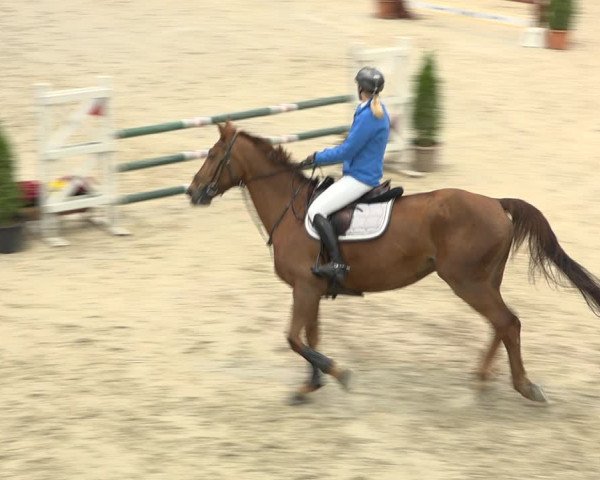 Pferdesporttage Oberriet 2018